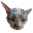 Fatcat's Fatties