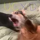 UCXD