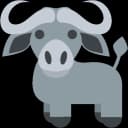 Young Buffalos