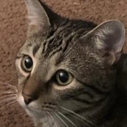 Zooby's Kittens